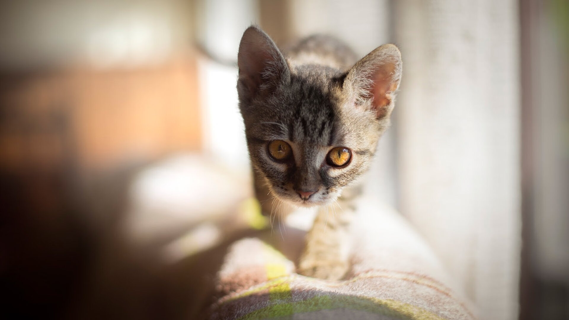 开云体育官网上-“SHO-CHAN Run 2025：香港跑步界的新纪录等你来创造”