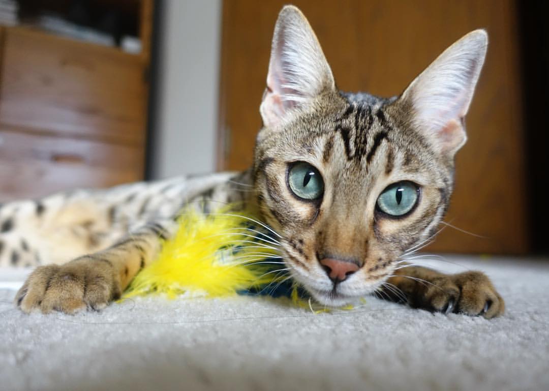 开云体育app入口-东亚杯中国足球惨败 球迷呼吁战术改革,东亚杯国足成绩