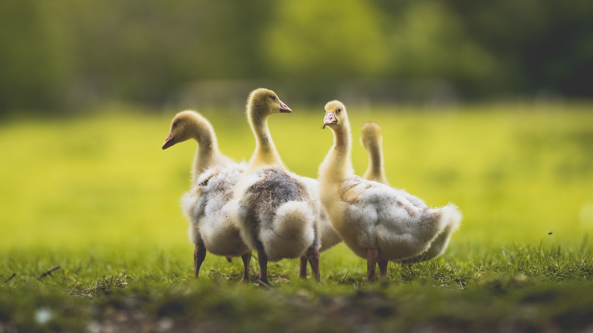 开云体育app下载-德国队在2024年世界杯赛场的精湛表现与未来展望，德国队2022世界杯预选赛