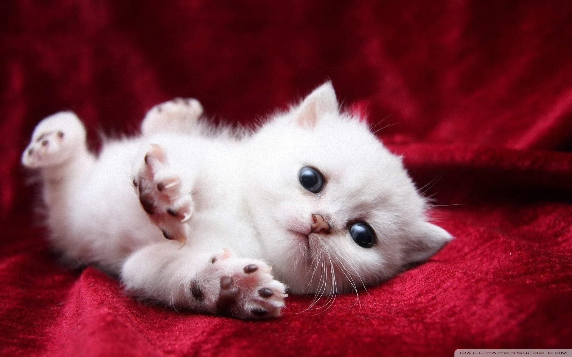 开云体育网站-节奏分布图对比:中国更精准,美更爆发,节奏对照表