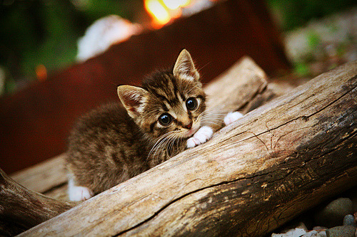 开云体育娱乐-CBA打造俱乐部风采周系列活动提升社会曝光度，cba俱乐部名称大全