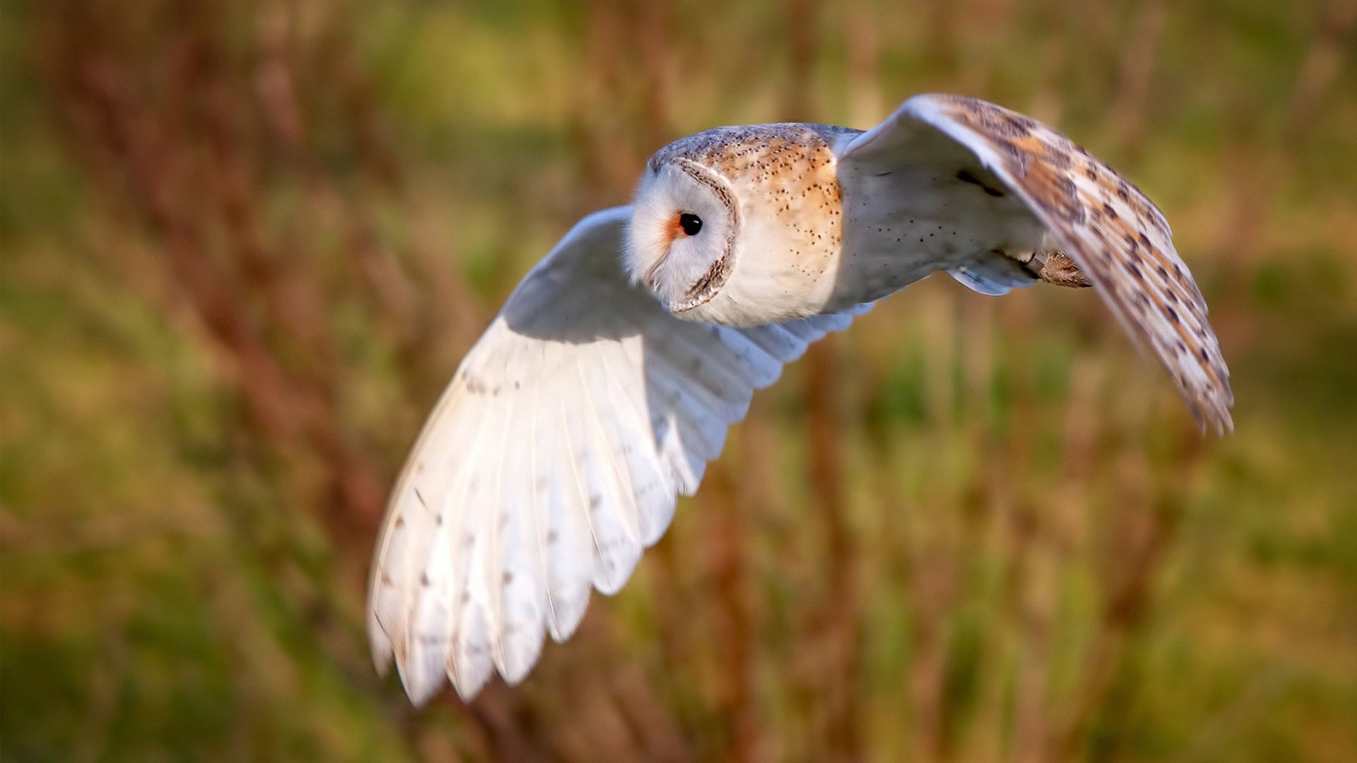 开云体育官网下载-东契奇强调化解防守压力是稳胜关键,东契奇进攻集锦