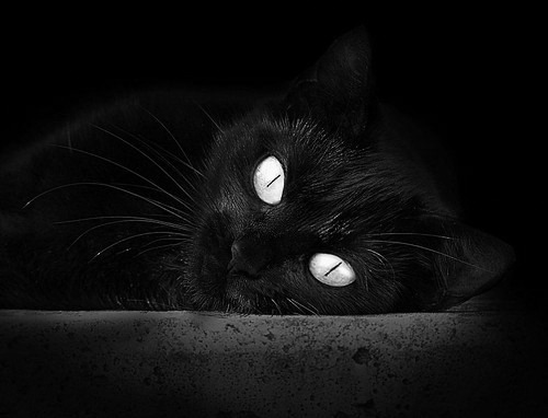 开云体育入口-张伟丽火线复出格斗冠军赛，张伟丽的格斗比赛