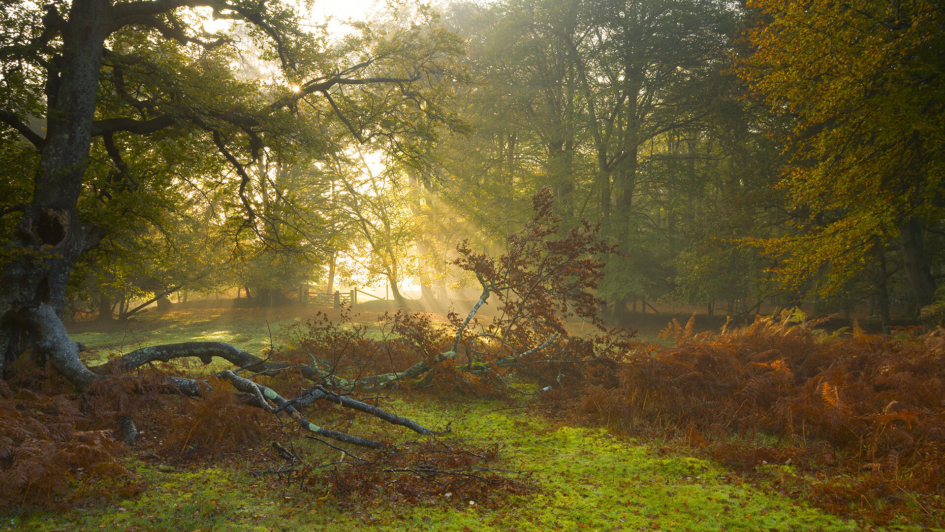 kaiyun网址-德甲赛事精彩瞬间：点点滴滴的高光时刻，德甲看点
