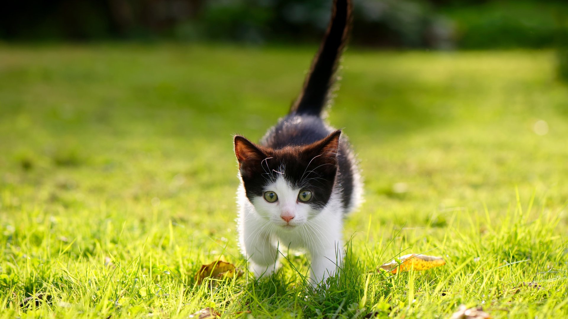 开云体育在线入口-混合泳选手配速策略实施得当，混合泳比赛泳姿顺序