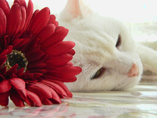 开云体育官网app-球迷自制视频走红社交平台，提升联赛话题度，球星素材视频