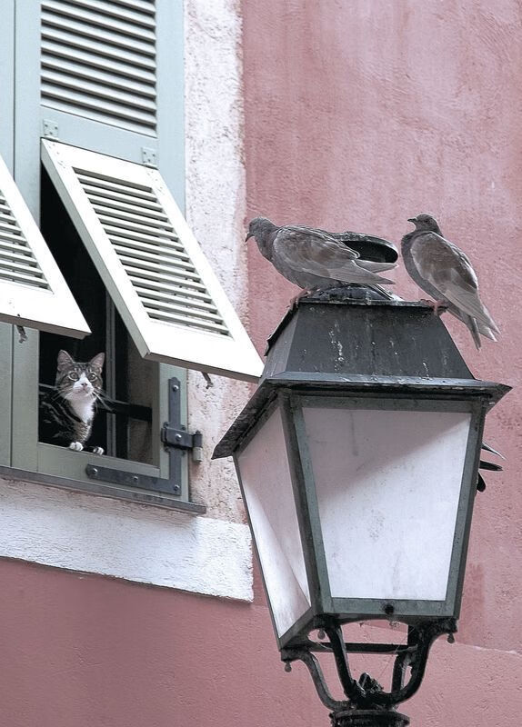 开云体育平台-篮球教练员培训注重理论实践结合提升专业水平,篮球教练员教学理念