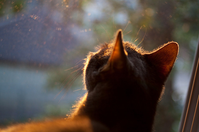 开云体育平台-篮球教练员培训注重理论实践结合提升专业水平,篮球教练员教学理念